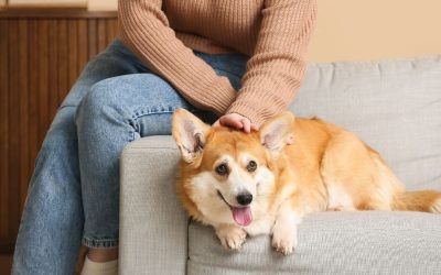 Da li vaši moralni principi izazivaju stres kod vašeg psa?