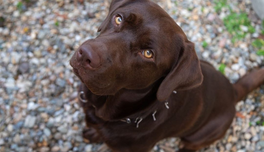 Trauma kod pasa izazvana stresnim iščekivanjem nagrade i hrane.