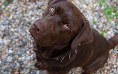 Da li nagrada uči vašeg psa ili mu stvara traumu?