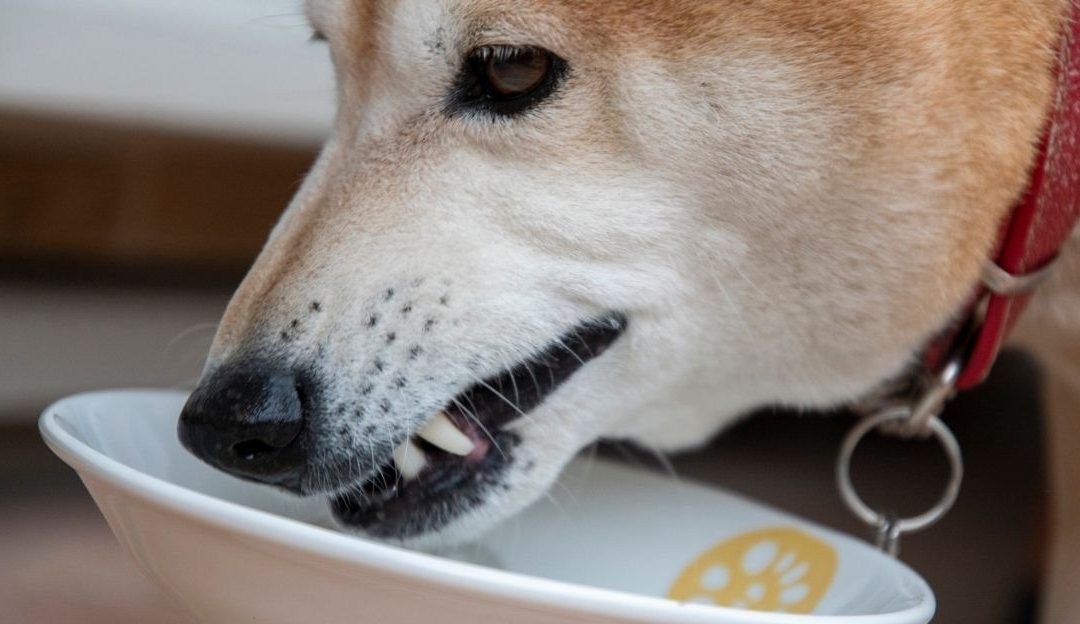 Zdrava hrana za pse u činiji kao simbol materijalne brige o ljubimcu bez energetske osnove.