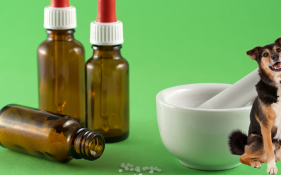 Prirodno lečenje: Kako radi homeopatija i zašto je ključna za vašeg psa?