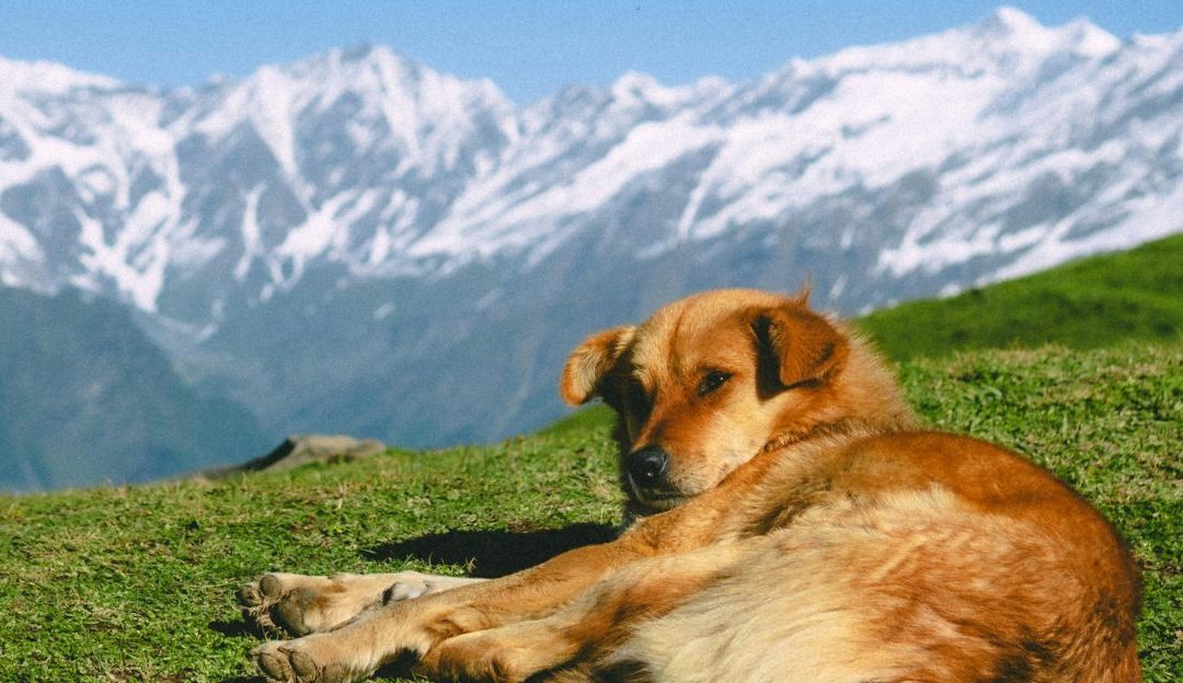 Ponosan pas u prirodi kao simbol norveškog zakona koji štiti zdrave organe i podržava odgovorno vlasništvo.