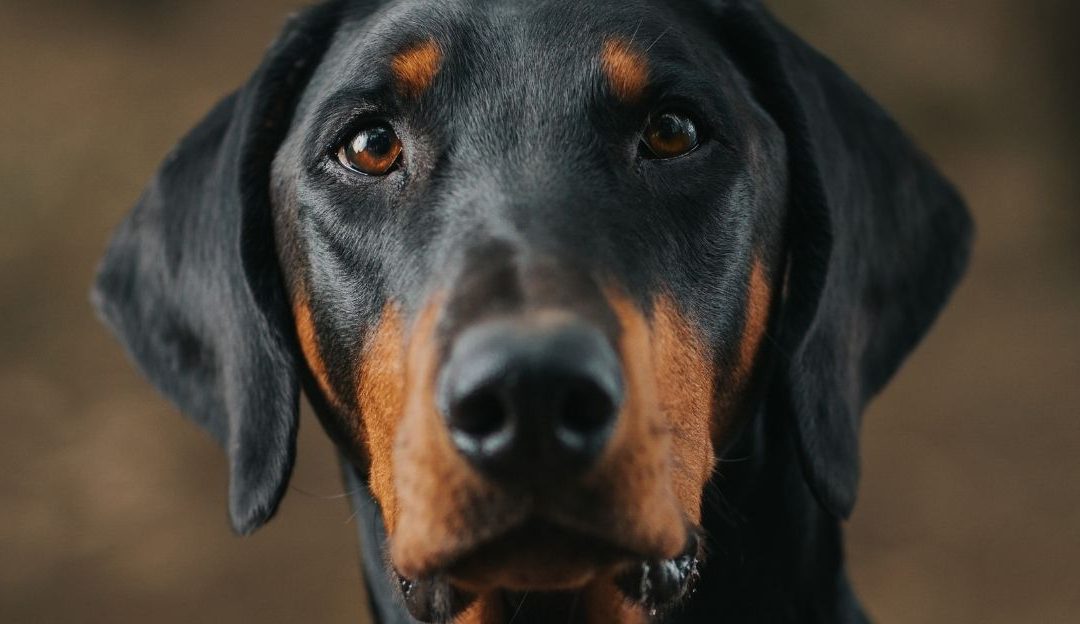 Pas kao čuvar: Istina o dobermanima i odgovornosti vlasnika