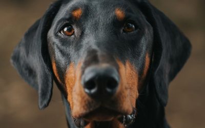 Pas kao čuvar: Istina o dobermanima i odgovornosti vlasnika