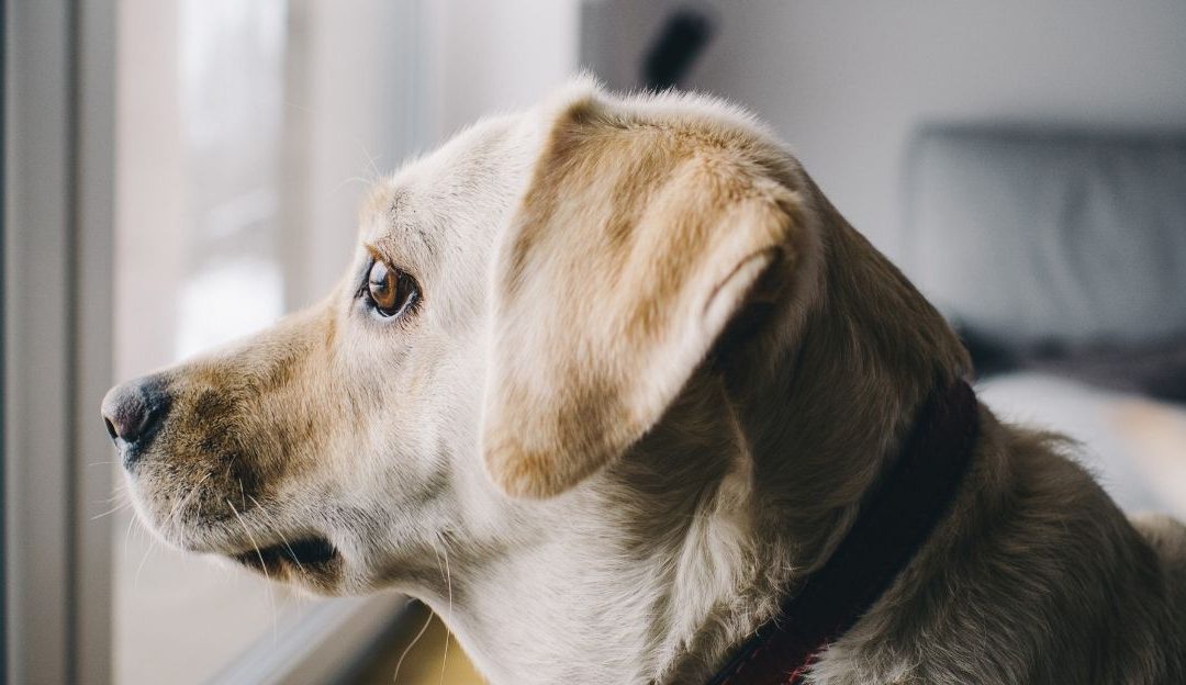 Svestan pristup vlasnika koji kroz mirnu energiju postavlja jasne rituale u životu psa.