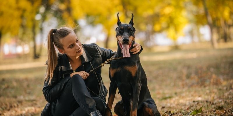 Vlasnik koji kroz nežnost i stabilnost vaspitava psa, pokazujući da pas kao čuvar ne treba da bude agresivan.