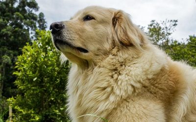 Skrivene posledice: Kako sterilizacija i kastracija pasa, čak i u starijem dobu potpuno ruši hormonski sistem celog organizma?