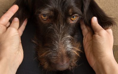 Šta se dešava u mozgu: Kako nastaje epilepsija kod pasa i koji je mehanizam napada?