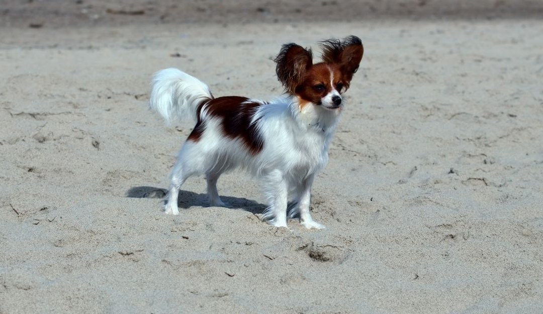 Pas koji uživa u slobodi na plaži bez povodca, ilustrujući kako se gradi zdrav odnos sa psom.