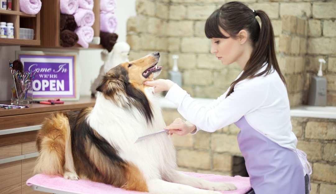 Sasha Riess International College predstavlja program Save the Dogs u okviru kog se uči napredna nega pasa.