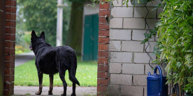 Pravilna empatija prema psima koji žive na ulici i poštovanje njihovih granica.