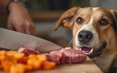 Skrivene zamke popularnih trendova: Zašto je sveža hrana za pse i njen svestan odabir ključ zdravlja?