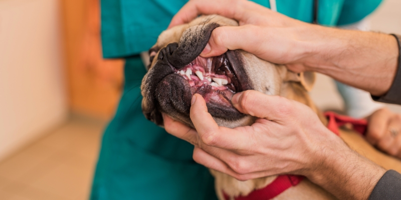 Veterinar pažljivo pregleda usta i zube psa pod anestezijom