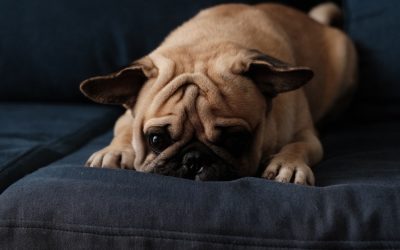 Ogledalo naše duše: Kako naša unutrašnja napetost i strahovi kroje ponašanje pasa?