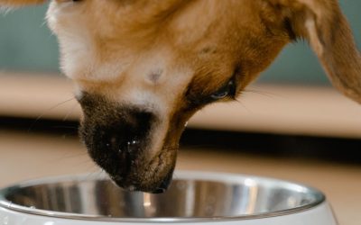 Apsurd u tv studiju: Veterinar koji je jeo granule za pse i tvrdi da su odlične!