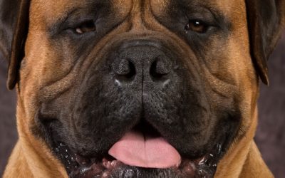 Bulmastif i balavljenje: Zašto psi balave i kako rešiti ovaj problem?