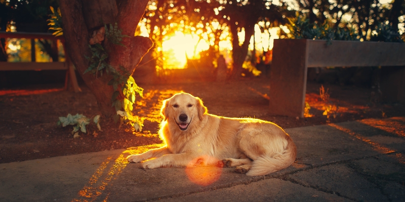 Kako farbanje psa i pažnja okoline utiču na društvenu prirodu psa.