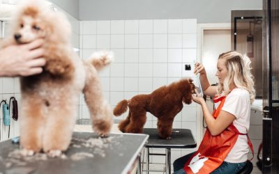Farbanje psa nije zlostavljanje: Istina o pažnji, licemerju i psihi psa