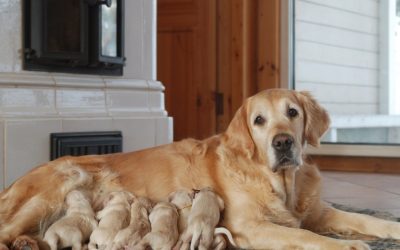 Zašto se desi da prvo štene umre dok majka rađa ostale? Prirodni instinkti i biologija porođaja