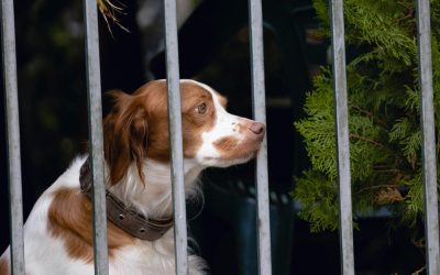 Strah psa da izađe iz dvorišta: Ogledalo vlasnika, osamostaljivanje i unutrašnje blokade