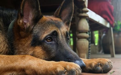 Afta na jeziku psa: Zašto nastaje i kada je vreme za posetu veterinaru?