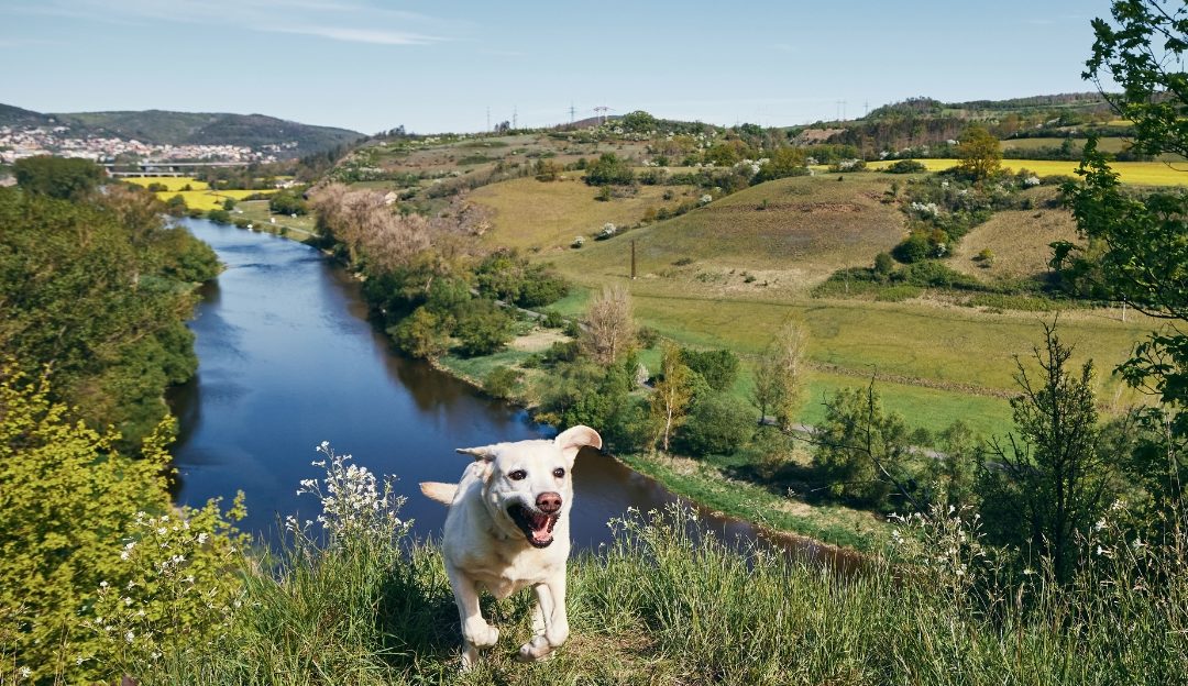 Saznajte da li je bezbedan pirinač za pse sa osetljivim želucem.